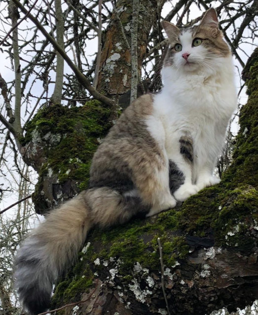 Sibirisk katt Hubble
